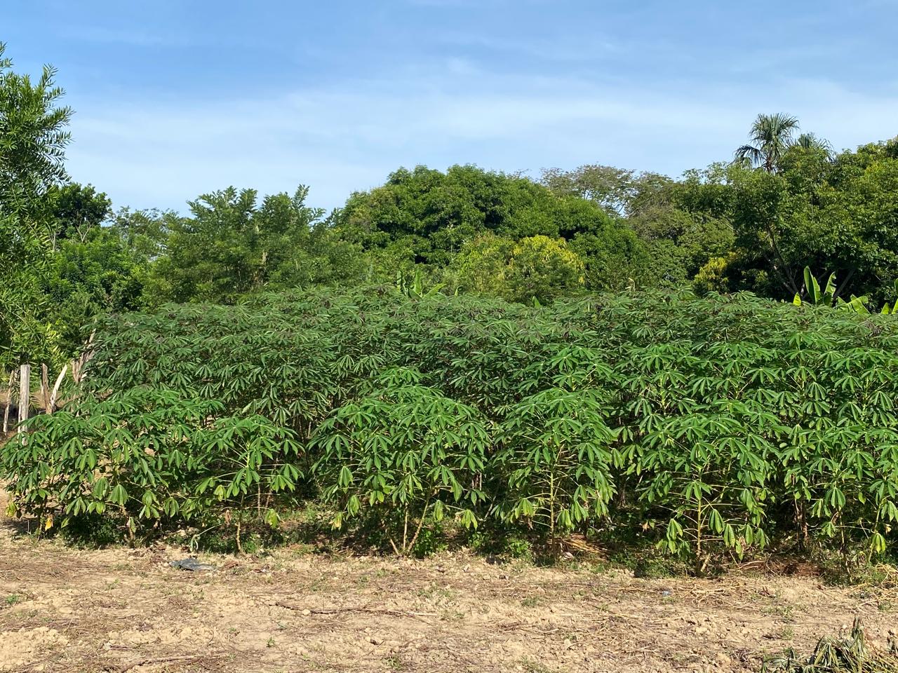 Buena cosecha impulsa la producción local